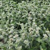 Pycnanthemum muticum